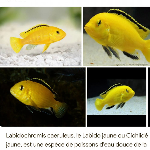 Recherche Labidochromis caeruleus