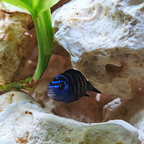 Mâle demasoni pombo rock