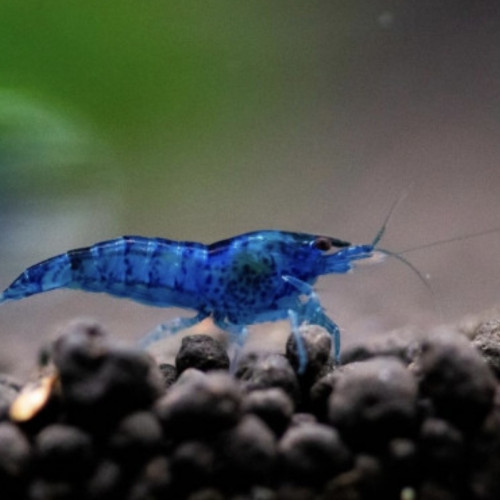 Lot de 5 crevettes blue velvet