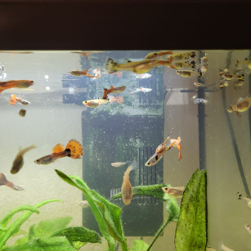 ~30 Guppys orange et blanc