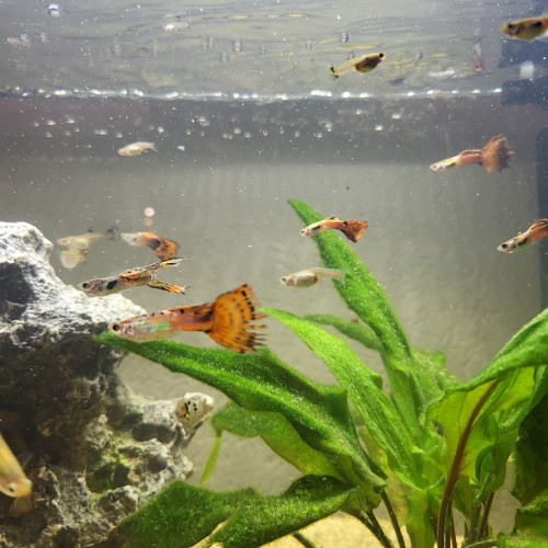 ~30 Guppys orange et blanc