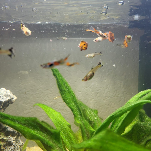 ~30 Guppys orange et blanc