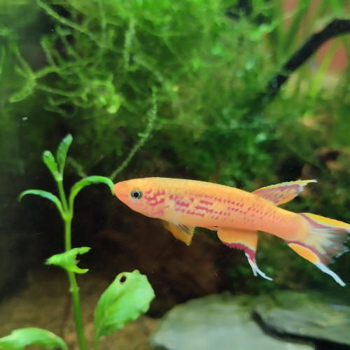 Couple reproducteur Aphyosemions austral.