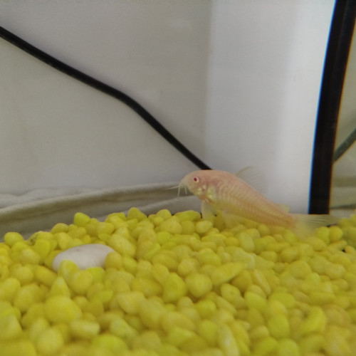 Corydoras Albinos