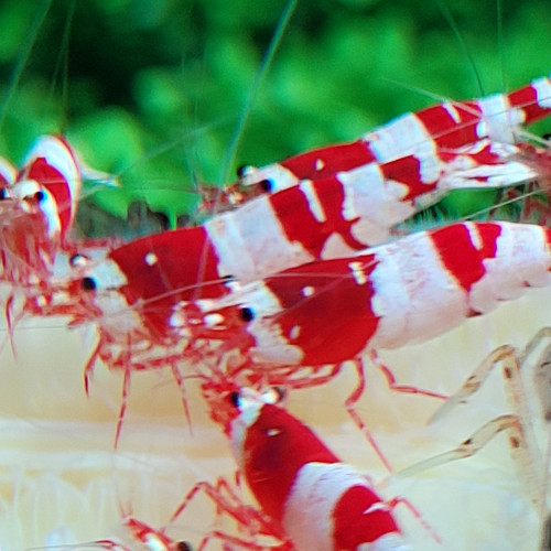 Caridina Cantonensis Red Crystal