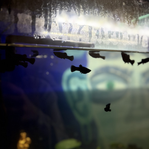 Don Mollys (d’alevins à adultes)