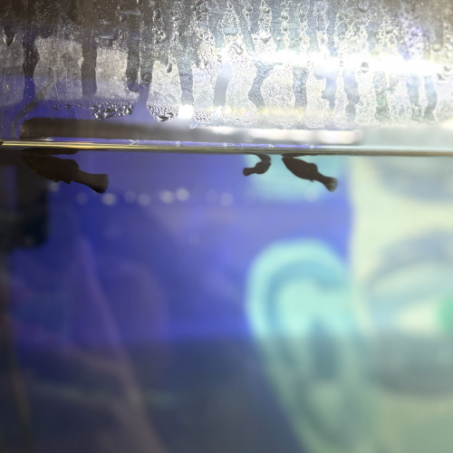 Don Mollys (d’alevins à adultes)