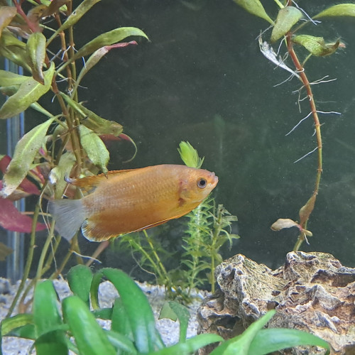 Échange Colisa Labiosa en pleine santé