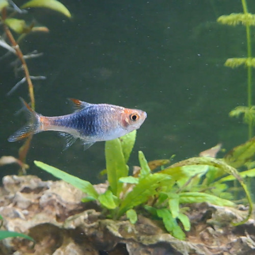 À donner : Rasbora arlequin bleu