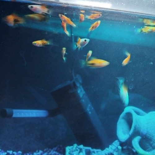 Don de platy alvin et petit