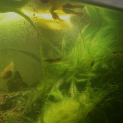 Aquarium 54 Litres Low Tech Planté