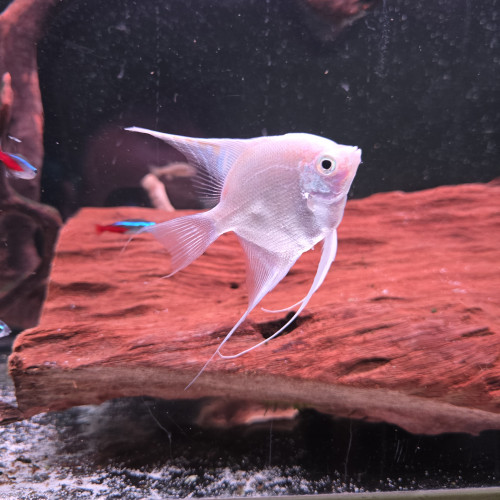 Deux couples de scalaires reproducteurs à donner