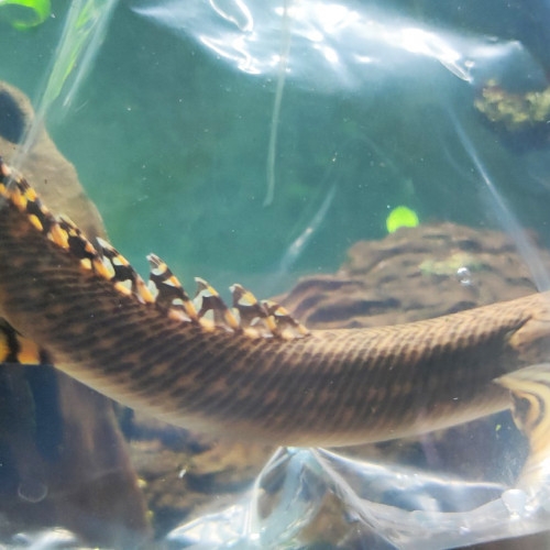 Très beau Polypterus Ornatipinnis de 25 cm / Poisson dinosaure Africain