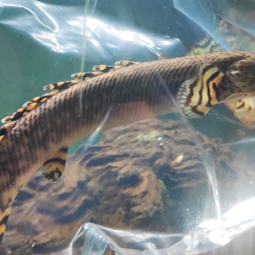 Très beau Polypterus Ornatipinnis de 25 cm / Poisson dinosaure Africain