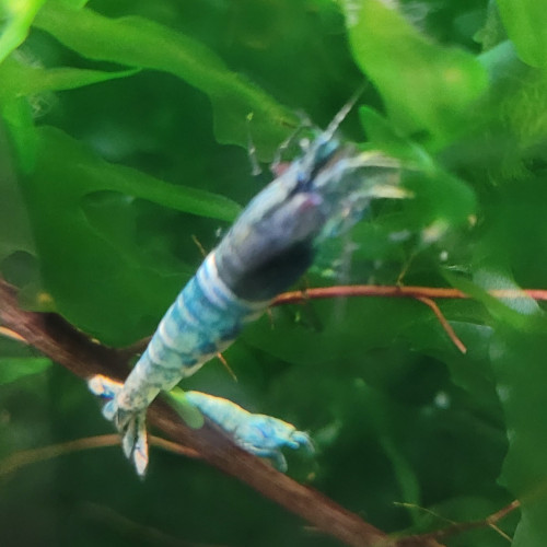 LOTS  DE CREVETTES TAIWAN BEE:   BLUE BOLT