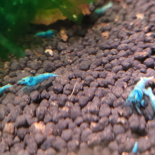 LOTS  DE CREVETTES TAIWAN BEE:   BLUE BOLT