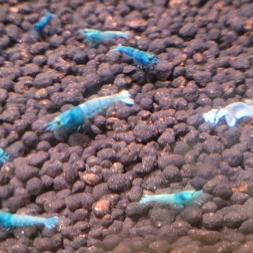 LOTS  DE CREVETTES TAIWAN BEE:   BLUE BOLT