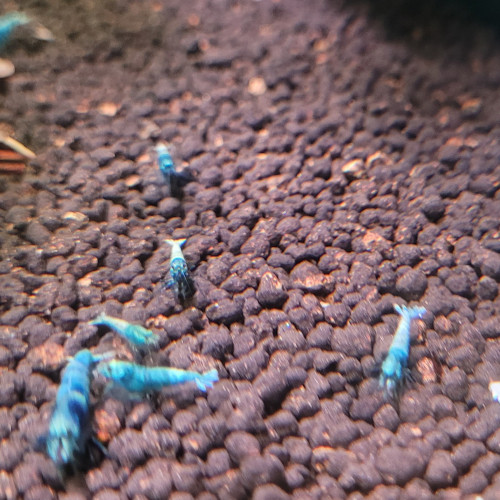 LOTS  DE CREVETTES TAIWAN BEE:   BLUE BOLT