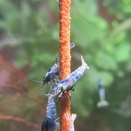 LOTS  DE CREVETTES TAIWAN BEE:   BLUE BOLT