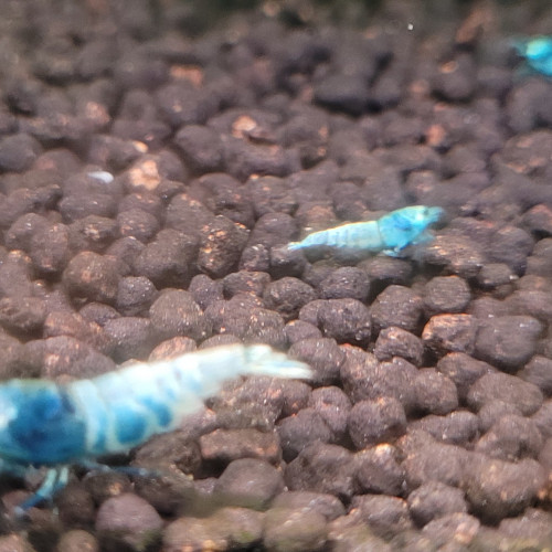 LOTS  DE CREVETTES TAIWAN BEE:   BLUE BOLT