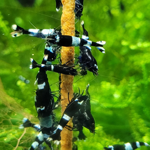 LOT DE CREVETTES CARADINA CANTONENSIS TAIWAN BEE