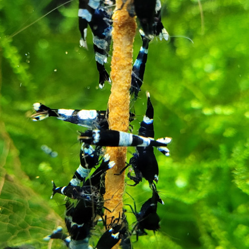 LOT DE CREVETTES CARADINA CANTONENSIS TAIWAN BEE