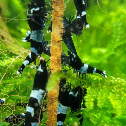 LOT DE CREVETTES CARADINA CANTONENSIS TAIWAN BEE