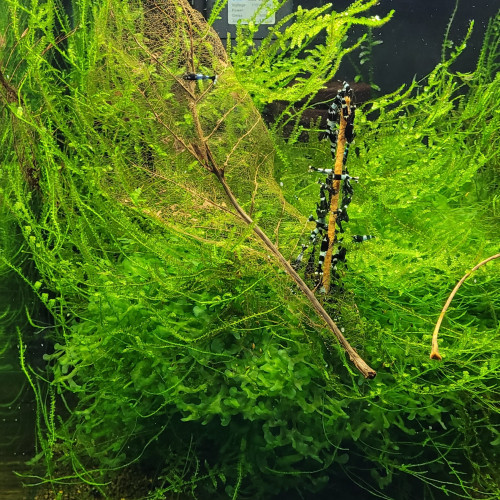 LOT DE CREVETTES CARADINA CANTONENSIS TAIWAN BEE