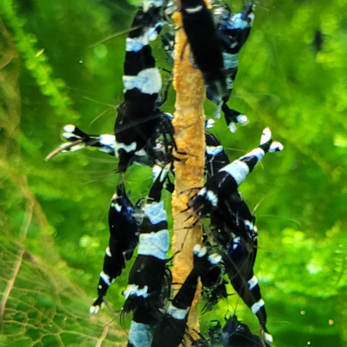 LOT DE CREVETTES CARADINA CANTONENSIS TAIWAN BEE