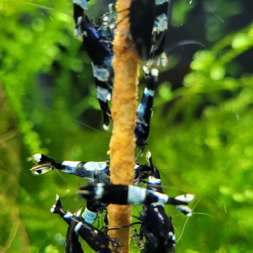 LOT DE CREVETTES CARADINA CANTONENSIS TAIWAN BEE