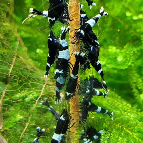 LOT DE CREVETTES CARADINA CANTONENSIS TAIWAN BEE