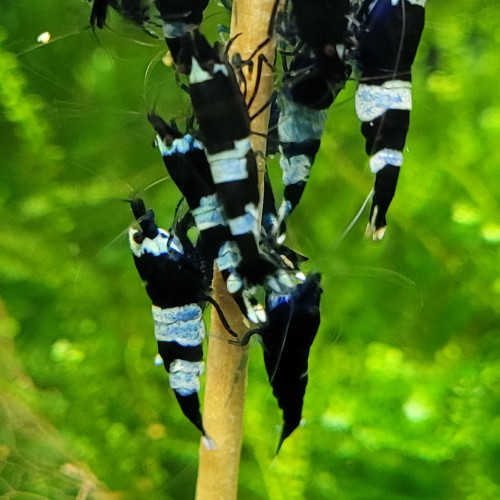 LOT DE CREVETTES CARADINA CANTONENSIS TAIWAN BEE