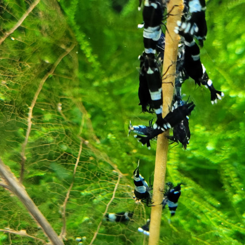 LOT DE CREVETTES CARADINA CANTONENSIS TAIWAN BEE