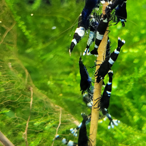 LOT DE CREVETTES CARADINA CANTONENSIS TAIWAN BEE