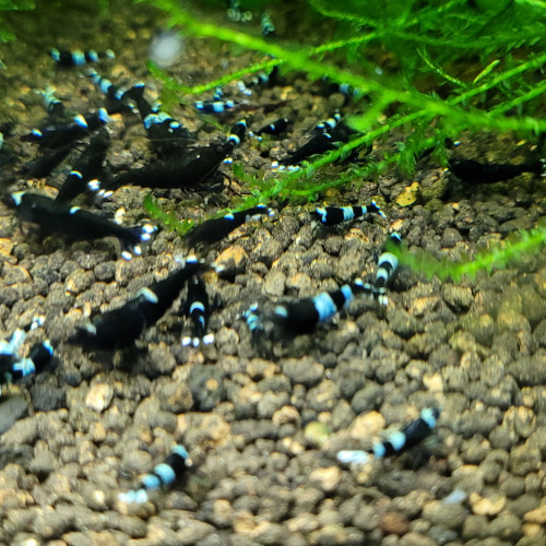 LOT DE CREVETTES CARADINA CANTONENSIS TAIWAN BEE