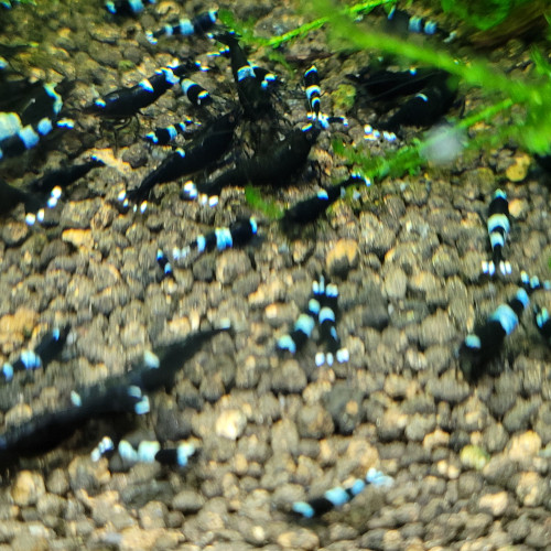 LOT DE CREVETTES CARADINA CANTONENSIS TAIWAN BEE