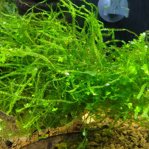 Lot de Mousse Monosolenium tenerum + Mousse de Java