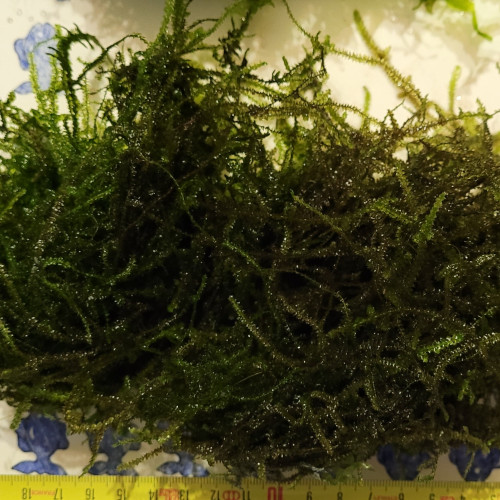 Lot de Mousse Monosolenium tenerum + Mousse de Java