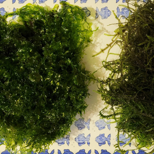 Lot de Mousse Monosolenium tenerum + Mousse de Java