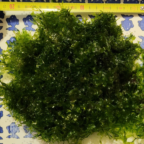 Lot de Mousse Monosolenium tenerum + Mousse de Java