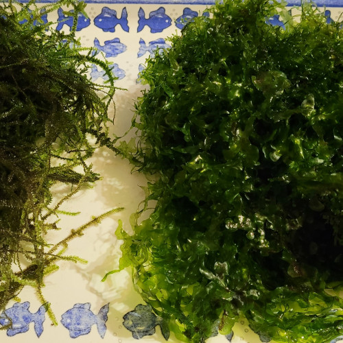 Lot de Mousse Monosolenium tenerum + Mousse de Java