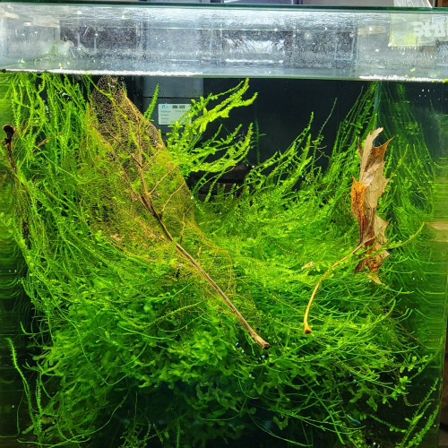 Lot de Mousse Monosolenium tenerum + Mousse de Java