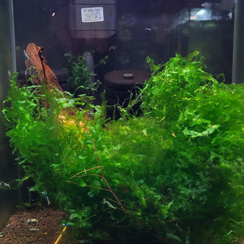 Lot de Mousse Monosolenium tenerum + Mousse de Java