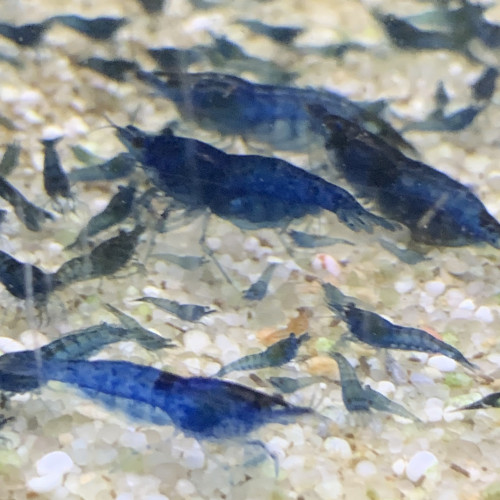 Lot de 10 Crevettes Blue Velvet Neocaridina