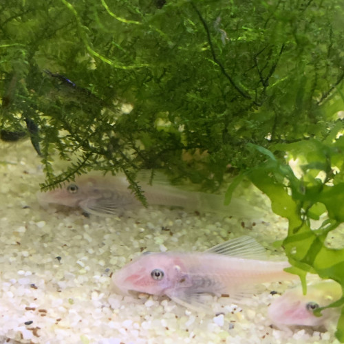 Ancistrus Snow White