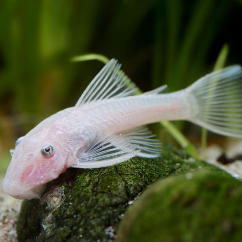 Lot de 2 Ancistrus Snow White