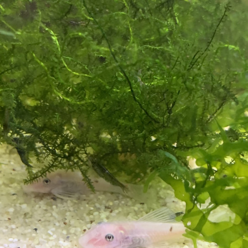 Lot de 2 Ancistrus Snow White