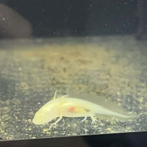 axolotl 5 mois