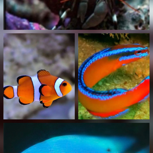 Donne poissons eau de mer