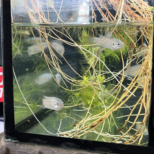 macropode opercularis